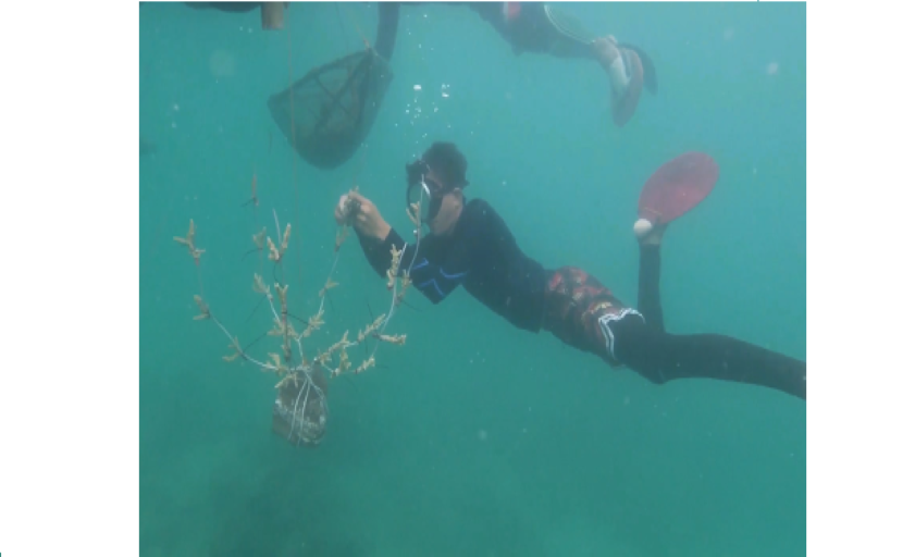 A community volunteer planting 